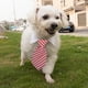 thumbnail image 5 of Corbata ajustable para perros y gatos, ropa para mascotas, cuello blanco, 5 of 5
