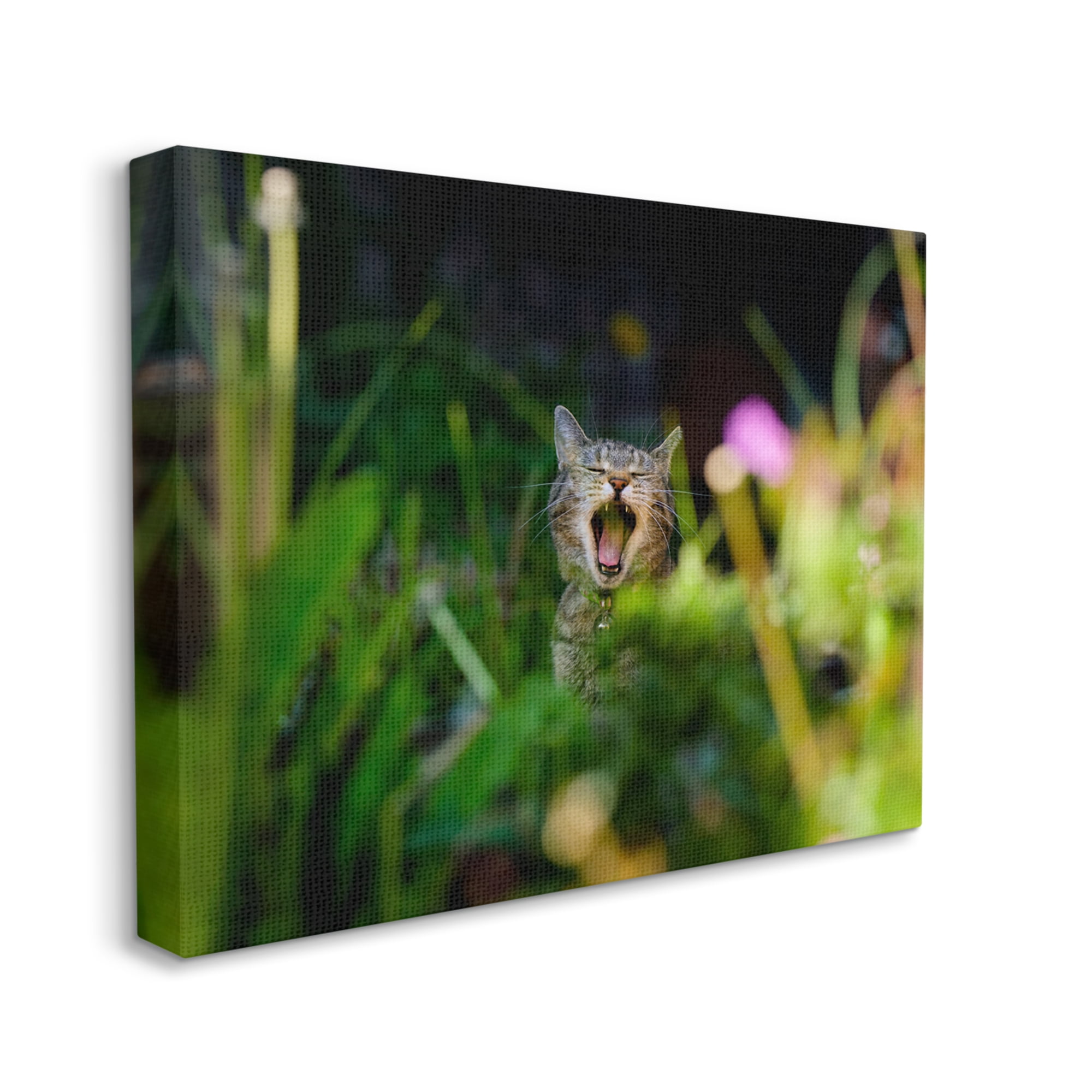 Stupell Industries Yawning Cat in Grass Animals & Insects Photography Gallery Wrapped Canvas Art Print Wall Art, 20 x 16