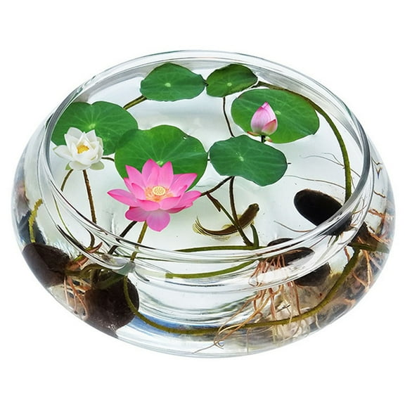 Branlia Lotus Bowl Glass Planter Terrarium Hydroponic Planter Floral Container Fish Bowl Creative Gifts