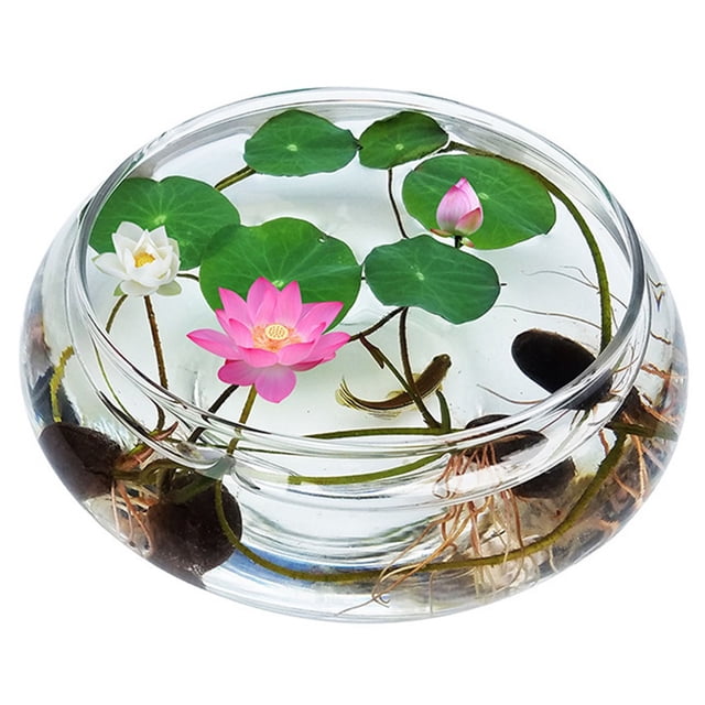 Bol de Lotus Jardinière en Verre Terrarium Hydroponique Contenant Floral Bol à Poisson