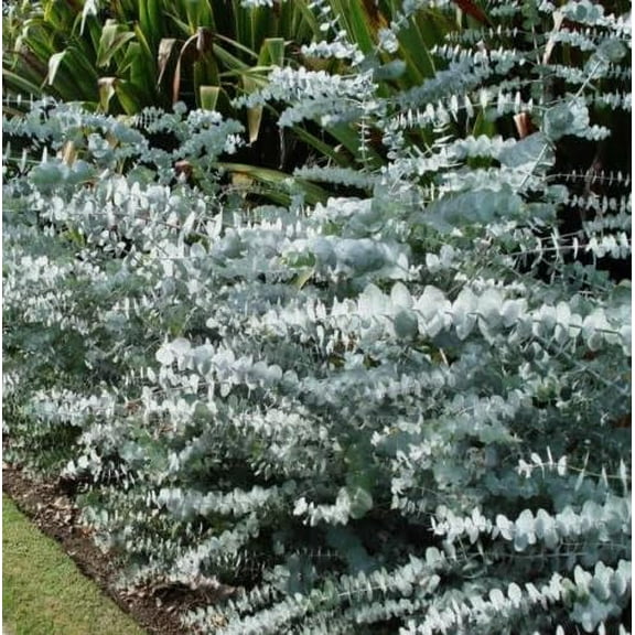 40 Eucalyptus pulverulenta, Silver Dollar, Florist 'Baby Blue' | Bonsai Seeds