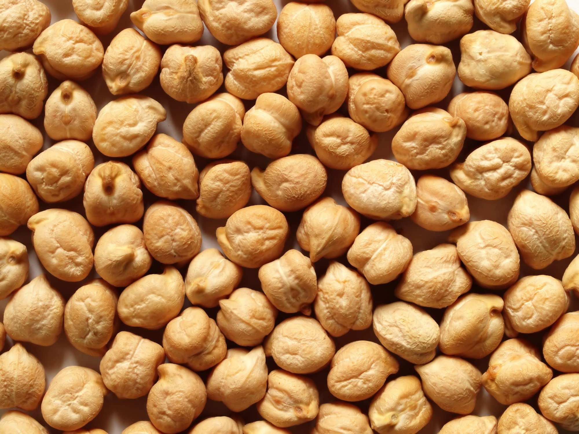 40 Garbanzo Bean Seeds for Planting Grow Chickpeas