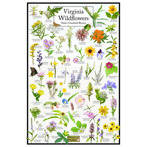 Virginia Wildflowers Poster - Native Grassland Blooms - Educational Science Chart of Virginia Flowers