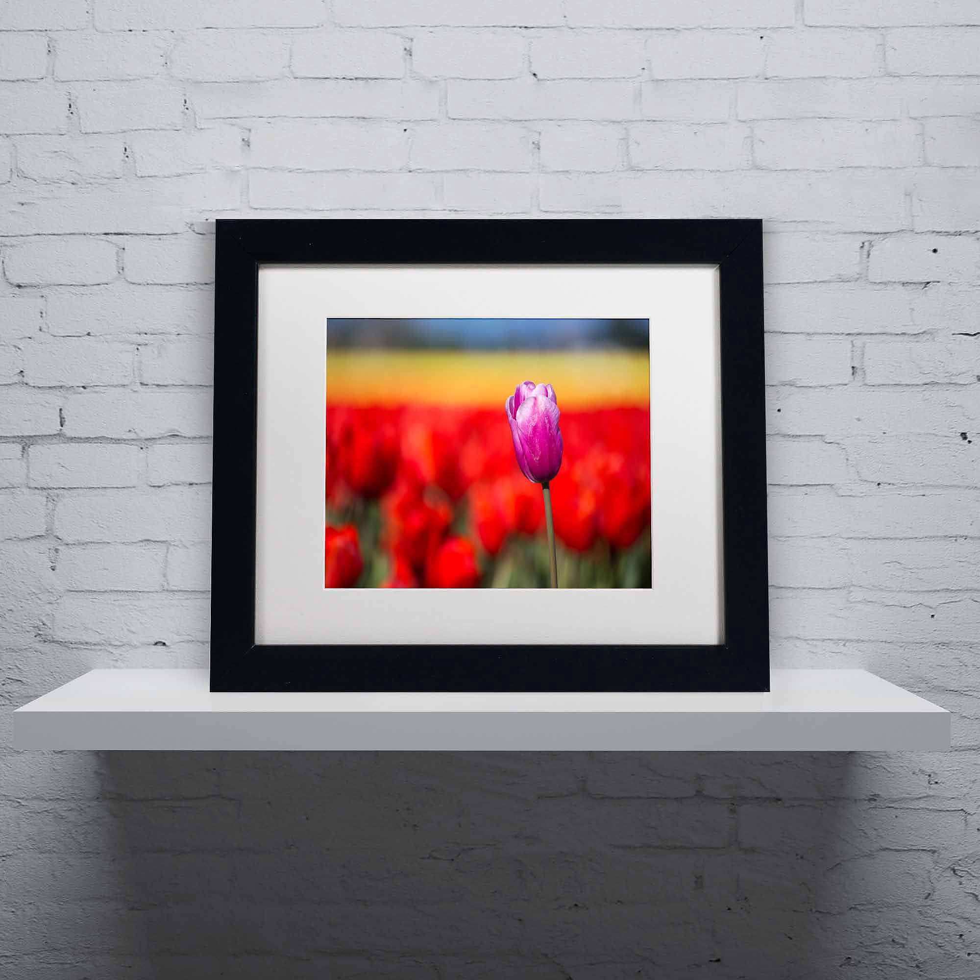 Trademark Fine Art "Purple Tulip" Canvas Art by Pierre Leclerc, White Matte/Black Frame