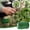Green, variant on Garden Plant Ties, Soft Garden Ties For Plants, Flexible Plant Support Ties, Reusable Garden Wire Ties, Plant Securing Ties For Trees Vines Vegetables, Gardening Plant Fasteners