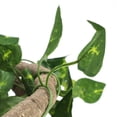 thumbnail image 1 of Life-like Rattan Reptile Flexible Branch, PU Flexible Reptile Climbing Branch, For  Lizards, 1 of 8