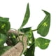 thumbnail image 5 of Rama Flexible para Reptiles ANGGREK 3 Enredaderas con Ventosas, 5 of 8