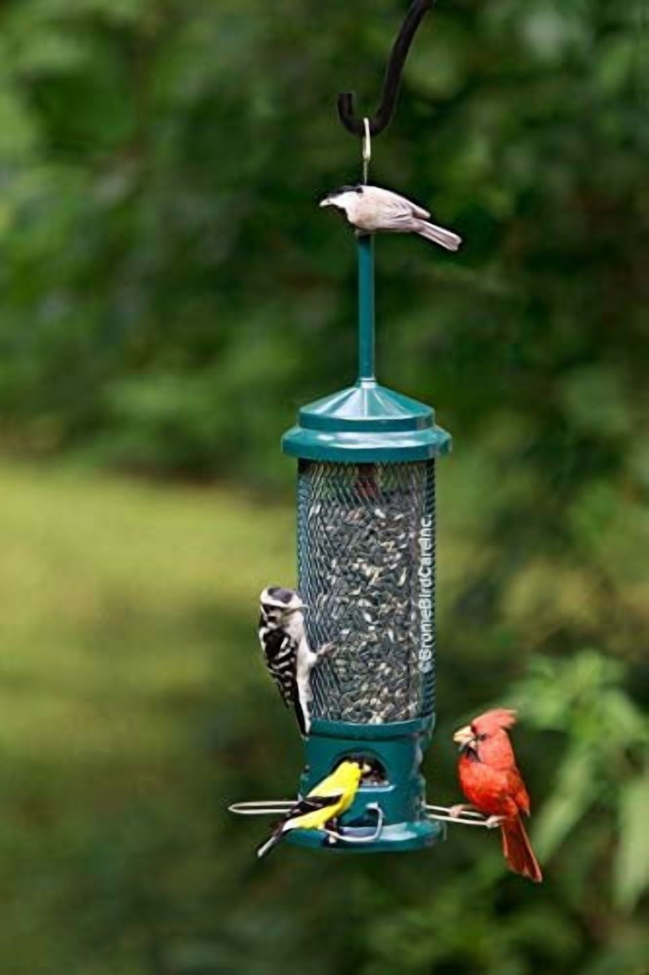 Squirrel-Proof Bird Feeder with 4 Removable Metal Perches, 2.6 lb Seed Capacity, Chew-Resistant Design for Easy Cleaning, Green Color for Wild Birds