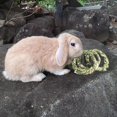 thumbnail image 5 of ievspot 1 Pcs Rabbit Chew Toys Nature Grass Ring Toys for Hamsters Guinea Pigs Gerbils Rat Pet Cage Entertainment Accessories, 5 of 8