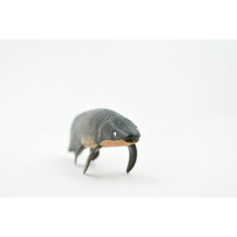 Fish, Arapaima gigas, Piraucu, Amazon, Rubber Fish, Hand Painted