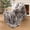 Tie-dye Gray, variant on MJIAexp Faux Fur Throw Blanket for Couch, Cozy Soft Plush Thick Fuzzy Comfy Bubble Blanket and Fuzzy Plush Rabbit Fur Blanket for Sofa Bedroom Living Room, 50" x 60"-Tie-dye Gray