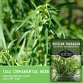thumbnail image 5 of 3 Packs Russian Tarragon Seeds - Non-GMO Heirloom Full Sun Perennial Herb, 5 of 8