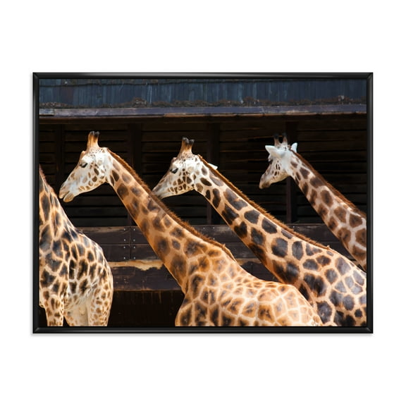 Designart 'Portrait Of Three Giraffes Running' Farmhouse Framed Canvas Wall Art Print