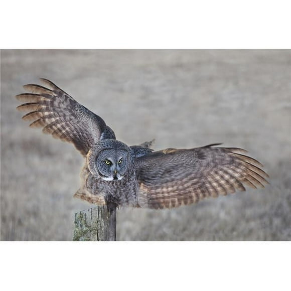 Great Grey Owl Strix Nebulosa on Fence Post - Thunder Bay Ontario Canada Poster Print - 19 x 12 in.