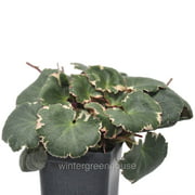 Saxifraga Stolonifera, Variegated Strawberry Begonia - 3" (2.6x3.5") Pot - Houseplants - incl. Heat Pack