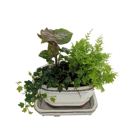  Tiny  Desk House  Plants  Bonsai Mini Ceramic Bonsai Pot 