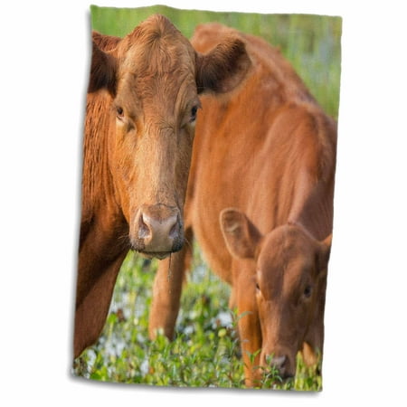 3dRose Red angus cow and calf drinking water from pond, Florida - Towel, 15 by