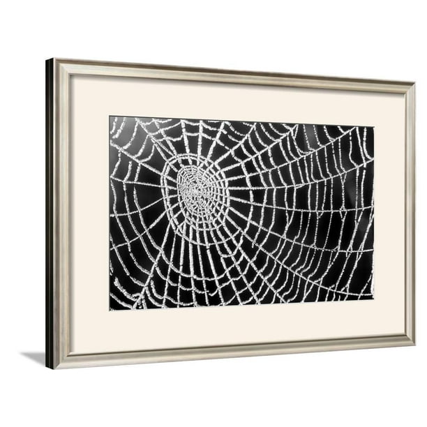 Spider Web Sparkle Framed Art Print Wall Art By Erichan 29 5x21 5 Walmart Com Walmart Com