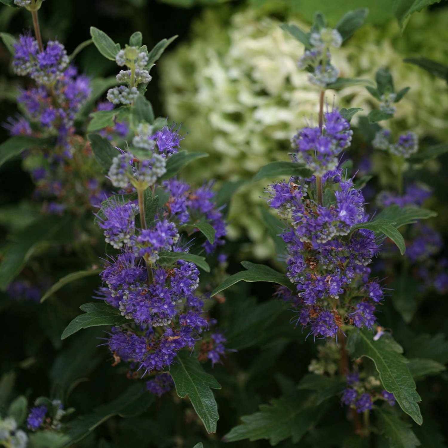 Proven Winners ColorChoice 6" Blue Beyond Midnight Bluebeard Live Plant in 7.5" Pot