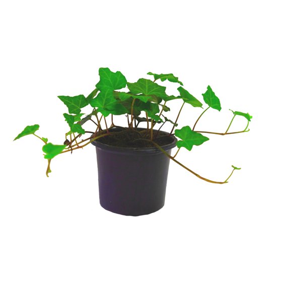 Expert Gardener Outdoor Live Plant Ivy Thorndale Green 1PT, Partial Shade