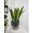 thumbnail image 2 of American Plant Exchange Sansevieria Laurentii, Live Snake Plant, 6-Inch Pot, Golden Edge Foliage, Easy Care, Low-Light Houseplant, 2 of 6