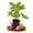 1 Plant, variant on Fignomenal Fig Tree - 1 Live Plant in a 3 Inch Growers Pot - Ficus Carica - Edible Fruit Tree for The Patio and Garden