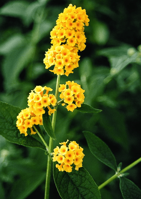 Buddleia Honeycomb Plant Live for Planting, 4 to 6 Inch Tall, Live Buddleia Flower Plant, Butterfly Bush Live Plant Indoor Outdoor, No Pot