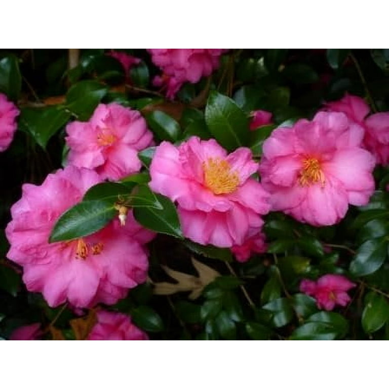 Florida Foliage Camellia Sasanqua Shi-Shi, 2 Extra Large 3