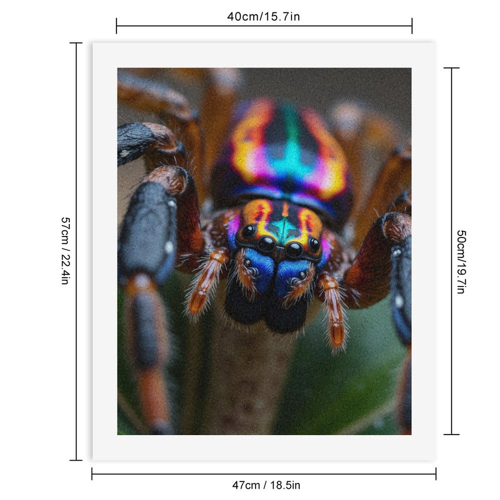 Paint by Numbers Kit for Adults, Colorful Jumping Spider Closeup Paint by Numbers, Easy Paint by Numbers Kit for Adults Beginner, DIY Adult Paint by Number Kits on Canvas, 12x16in Home Decor