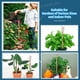 thumbnail image 5 of Marco de soporte de plantas de jardín de cobre | Estaca de verduras y flores | Herramienta de jardinería robusta y resistente a la intemperie | Ahorro de espacio para jardines pequeños, balcones, 5 of 7