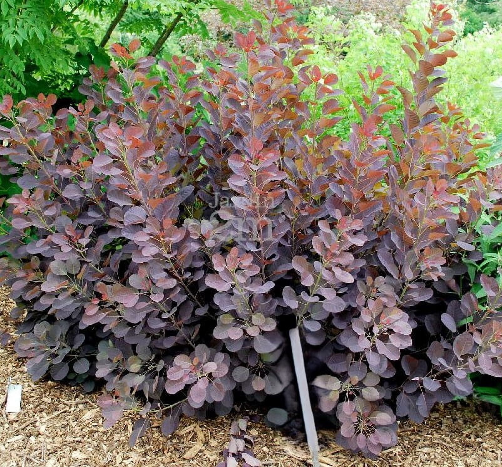 Velveteeny™ Dwarf Purple Smokebush ( cotinus ) - Live Plant ( 1 QT ) - Full Sun - Compact Habit