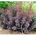 thumbnail image 3 of Velveteeny™ Dwarf Purple Smokebush ( cotinus ) - Live Plant ( 1 QT ) - Full Sun - Compact Habit, 3 of 6