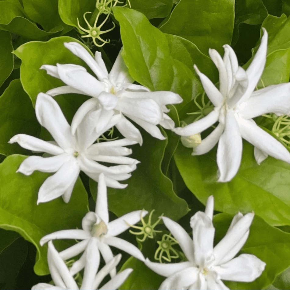 Jasmine Belle of India Live Starter Plant for Planting, Jasminum - Fragrant Flowering Vine for Garden Containers, 4 to 6 Inch Tall, Ship No Pot