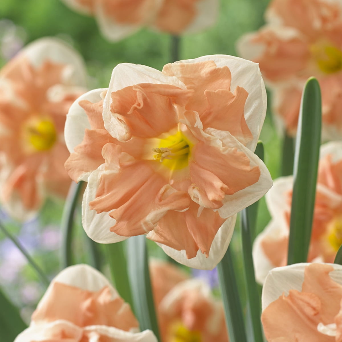 Van Zyverden Daffodils Apricot Whirl Set of 12 Bulbs Multi-Color Part Sun