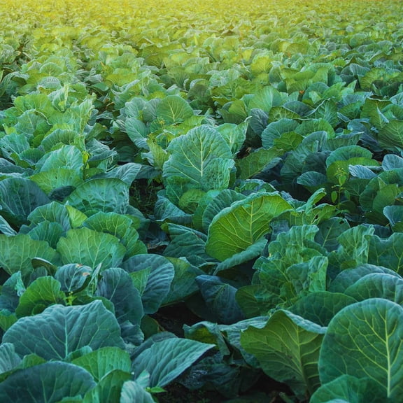Morris Heading Collards Seeds - 4 Oz - Heirloom Microgreens & Collard Greens Vegetable Gardening Seeds by Mountain Valley Seeds