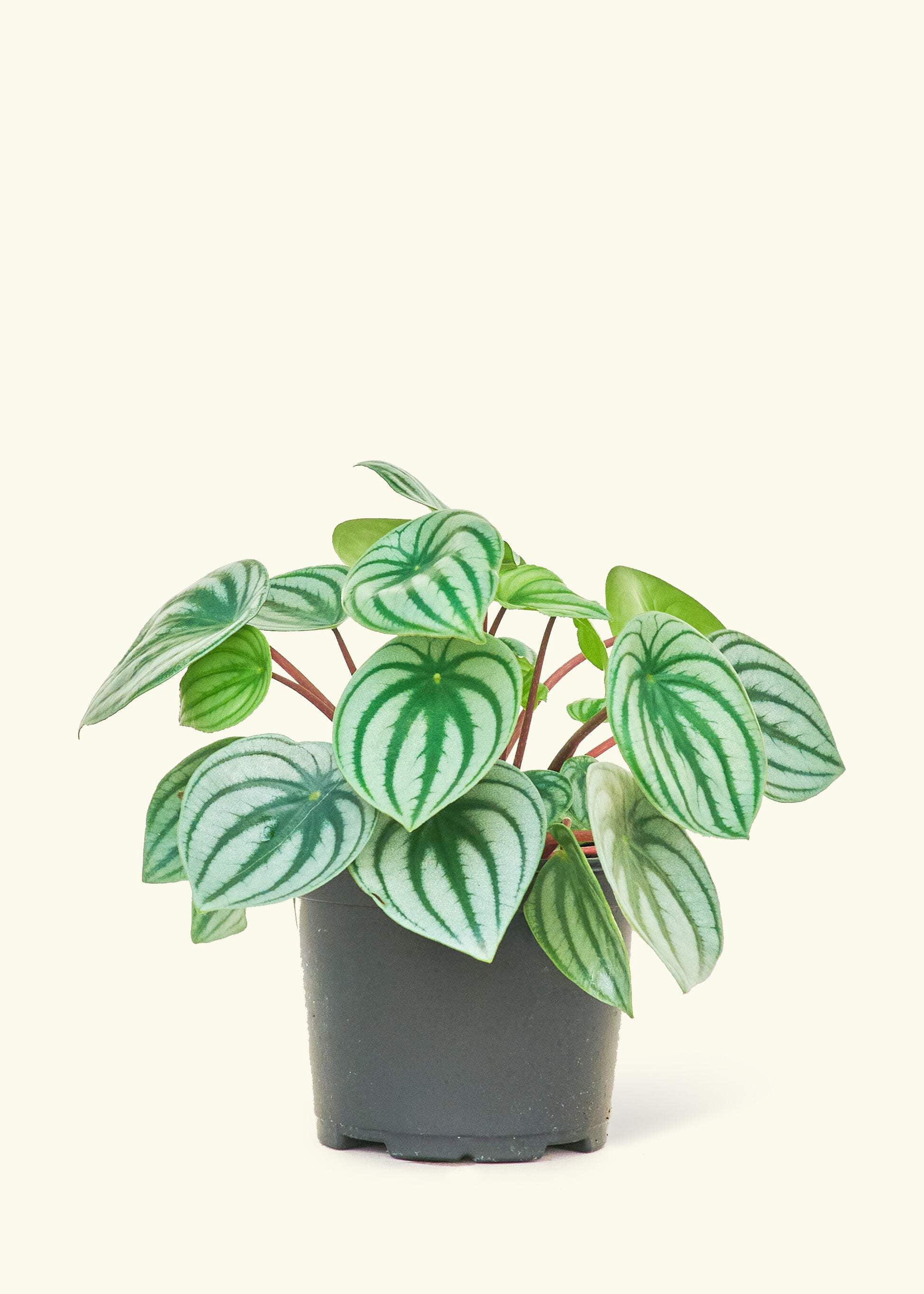 Peperomia Argyreia Watermelon Live Plants