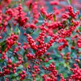 thumbnail image 3 of Southern Gentleman Winterberry Dormant Bare Root Flowering Starter Shrub (1-Pack), 3 of 4