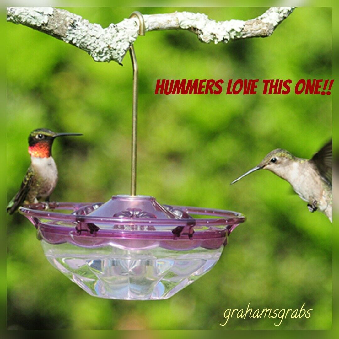 Plum HummZinger HummBlossom Hummingbird Nectar Bird Feeder Capacity 4oz 
