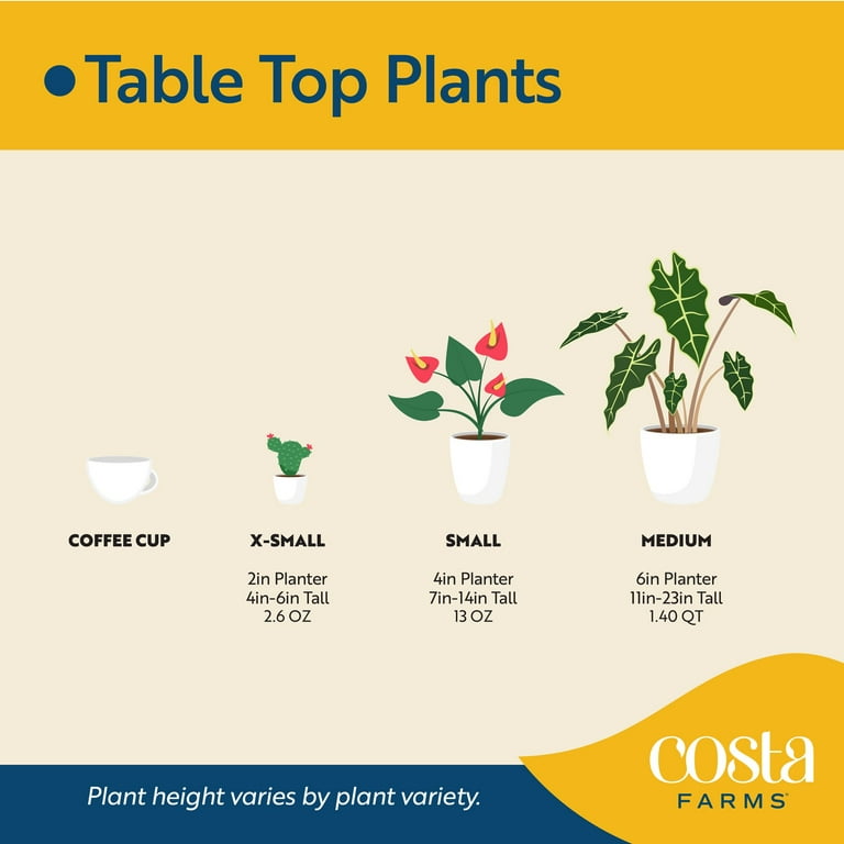 Costa Farms 15