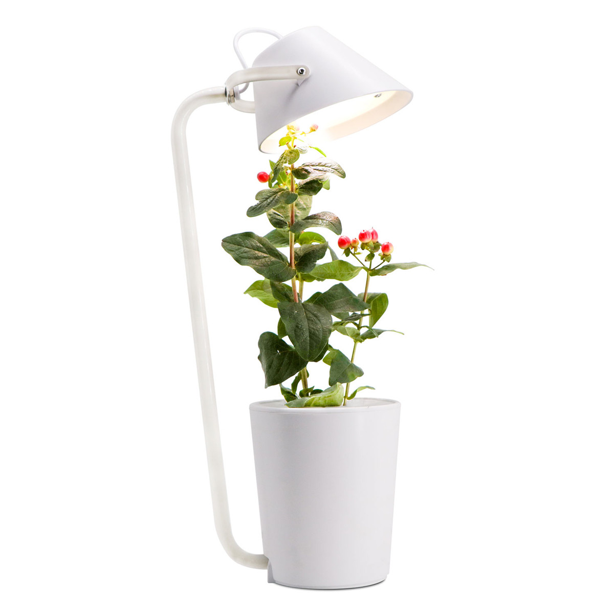 desk lamp for growing plants
