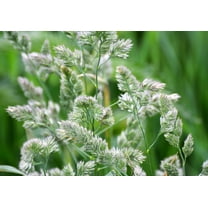 3000 QUICKDRAW ORCHARDGRASS Cat Grass Petgrass Cocksfoot Cool-Season Sun or Shade Dactylis GlomerataPerennial Bunchgrass Quick Draw Grass Seeds