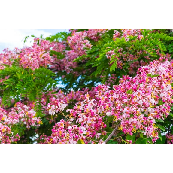 SEED Pack - -10 seeds -Burmese Pink Tree- Masses of pink Flowers - -Container gardening - standard Cassia renigera-Serendipity Seeds