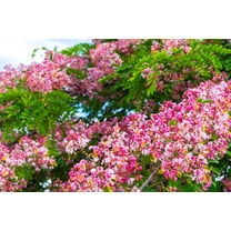 SEED Pack - -10 seeds -Burmese Pink Tree- Masses of pink Flowers - -Container gardening - standard Cassia renigera-Serendipity Seeds