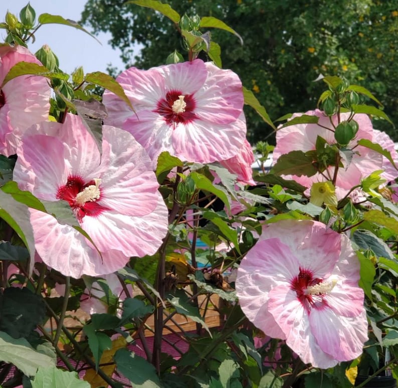 30 Rose Mallow Hibiscus Flower Seeds Perennial Variety Blooms Easy to Grow Non- Pollinator-Friendly