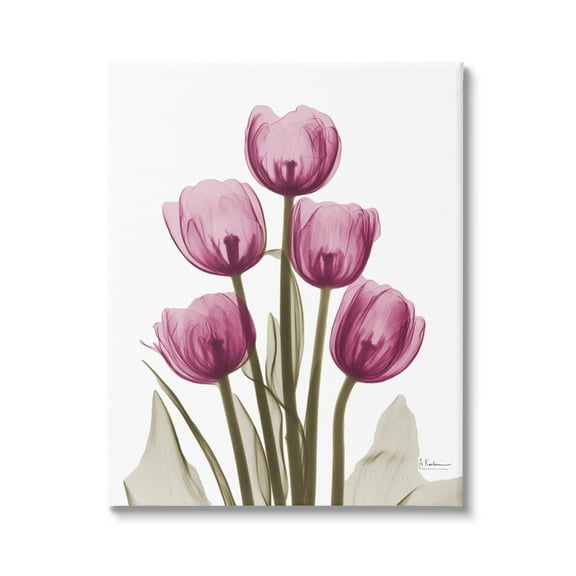 Stupell Industries Pink X-Ray Tulips Botanical & Floral Photography Gallery Wrapped Canvas Print Wall Art, 30 x 40
