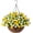 Yellow and White, variant on Artificial Hanging Flowers in 12" Basket, Fake Silk Hanging Planter, Faux Colorful Daisy Vines Arrangement with Coconut Lining Baskets Outdoors Indoors Courtyard Spring Decor(Darkorchid)