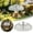 Clear, variant on Bird Feeder Rain Guard Squirrel Baffle Dome Cover - Protective Weather Shield for Hanging Feeders - Bird Supplies Garden Accessories for Outdoor Yard Patio 9.8"x4.7" (Clear)