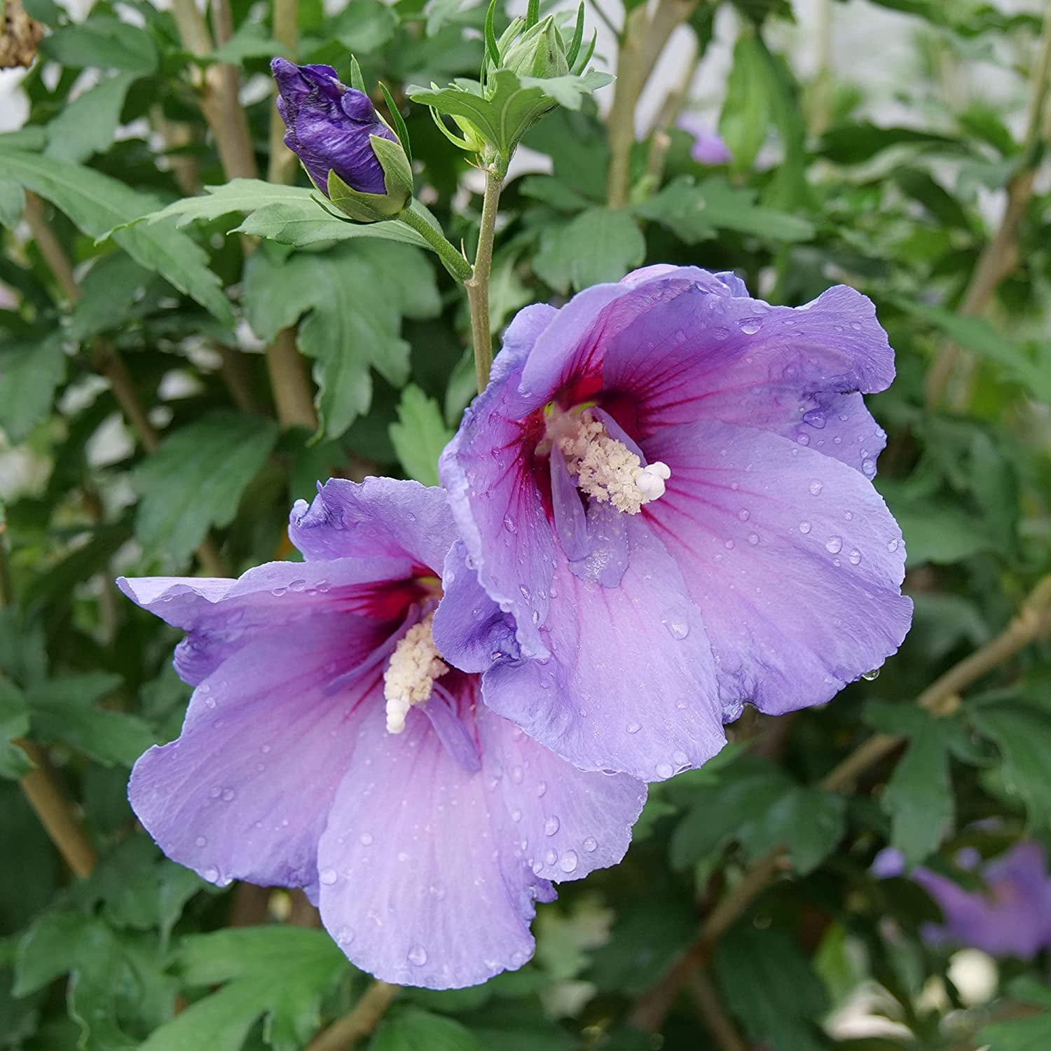 Proven Winners ColorChoice Paraplu Violet Hibiscus Live Shrub (2 Gallon)