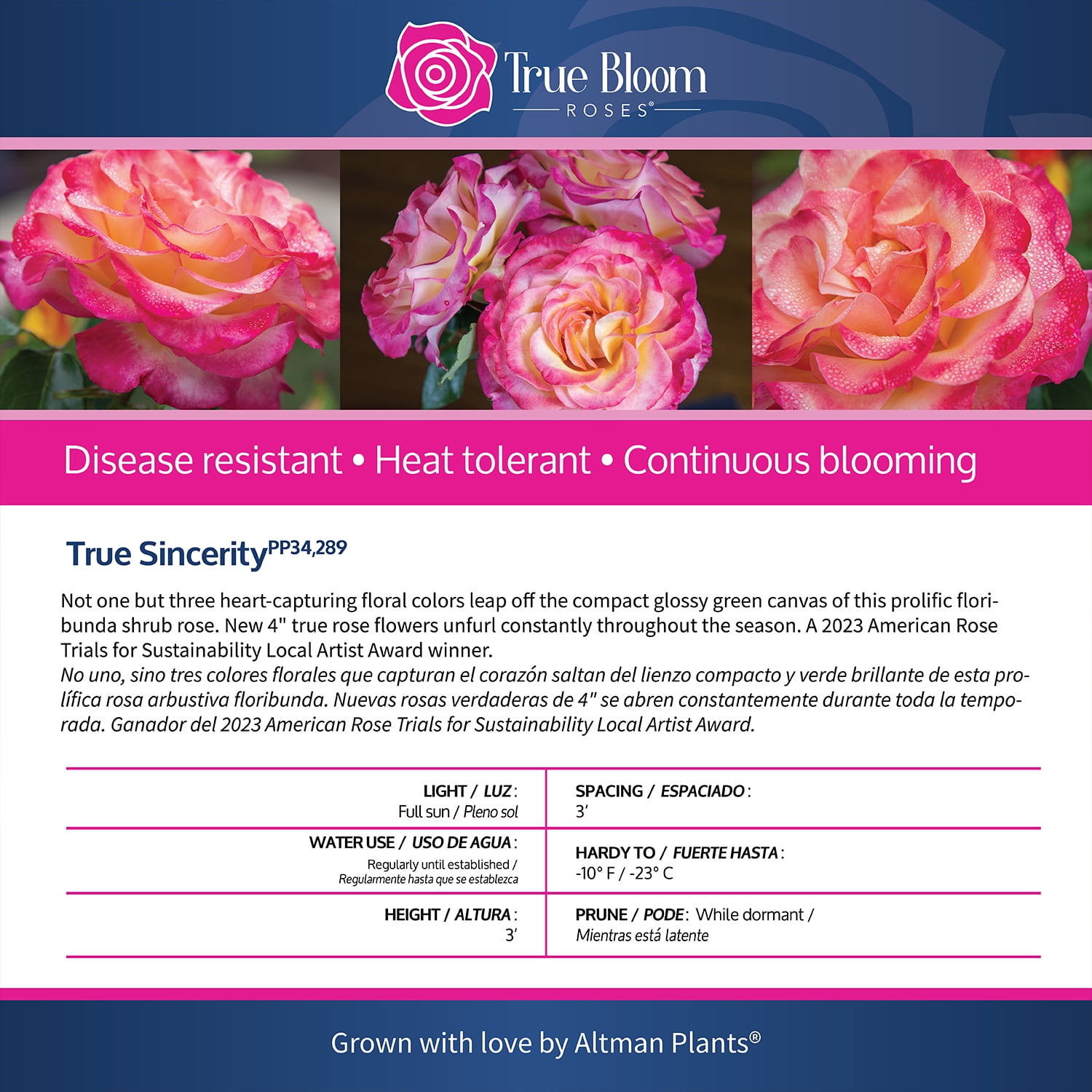 True Bloom 'True Sincerity' PP28929 Pink & Yellow Rose Bush, 8Qt. Pot, Full Sun, Live Plant
