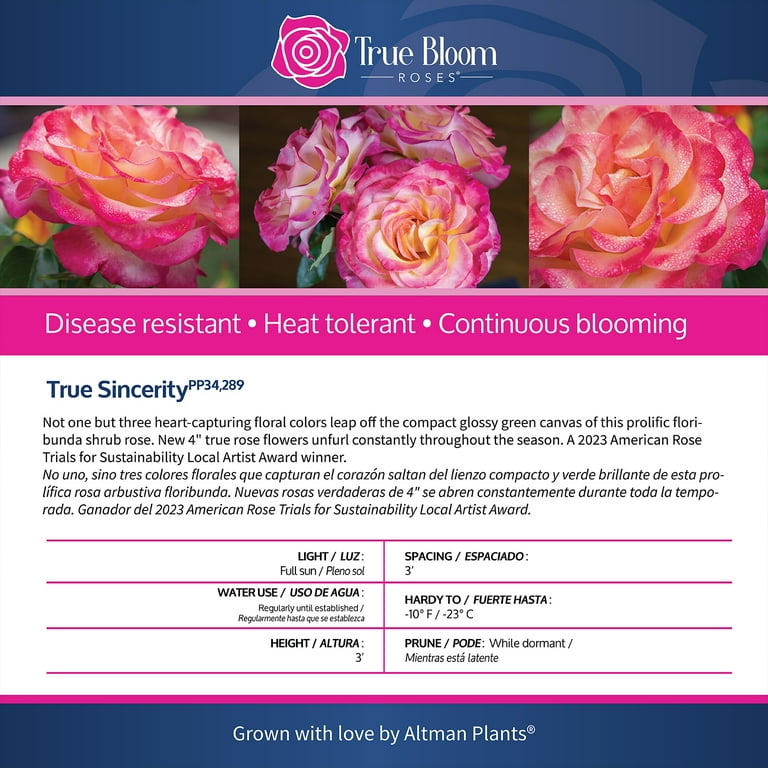 True Bloom by Altman Plants 'True Sincerity' PP28929 Pink
